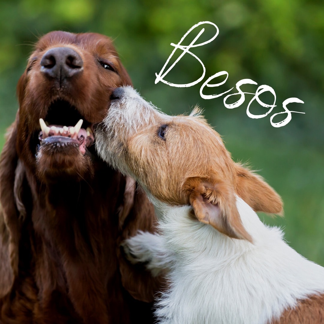perro le da un beso a otro perro, con la palabra: besos