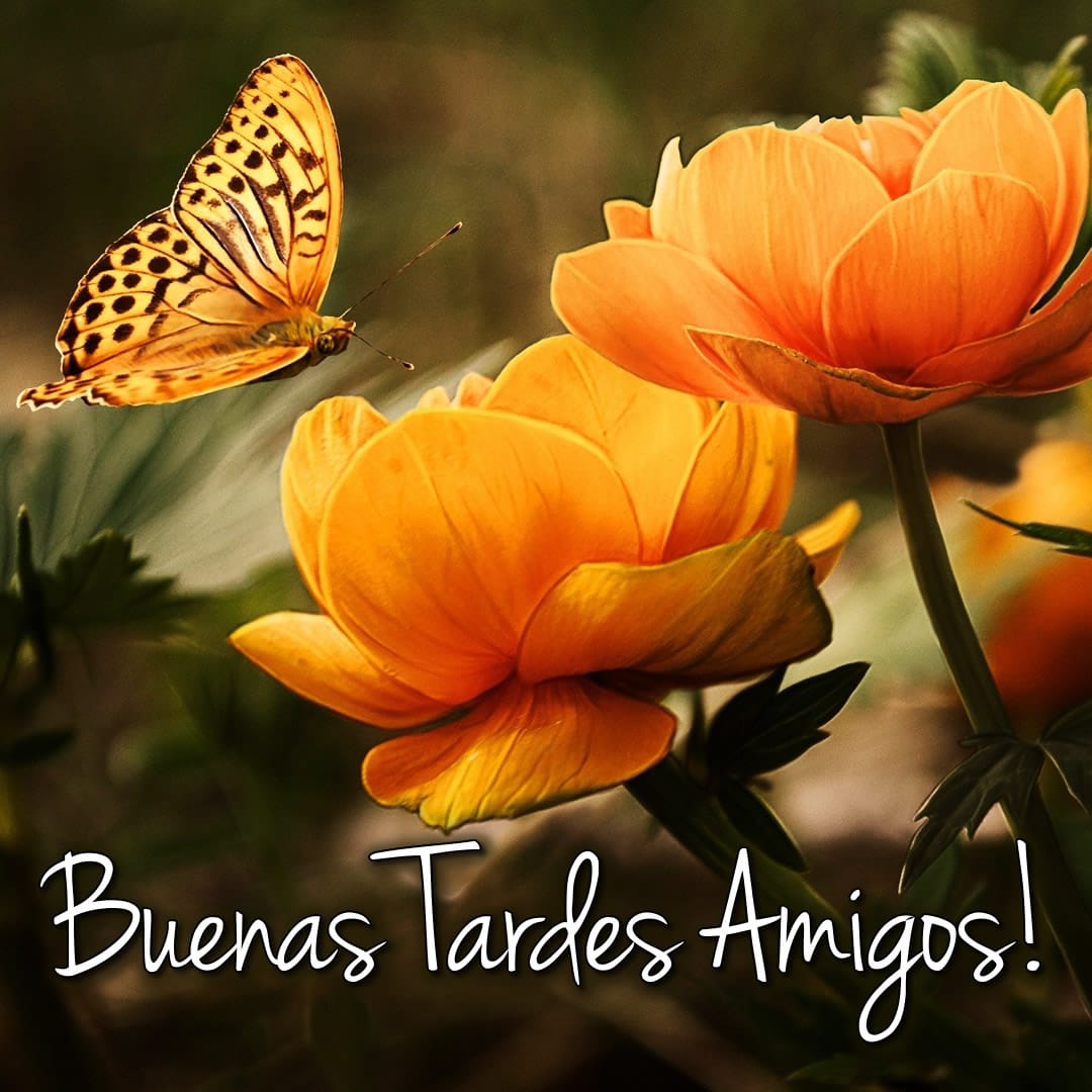 una mariposa vuela sobre flores naranjas, con palabras: buenas tardes amigos