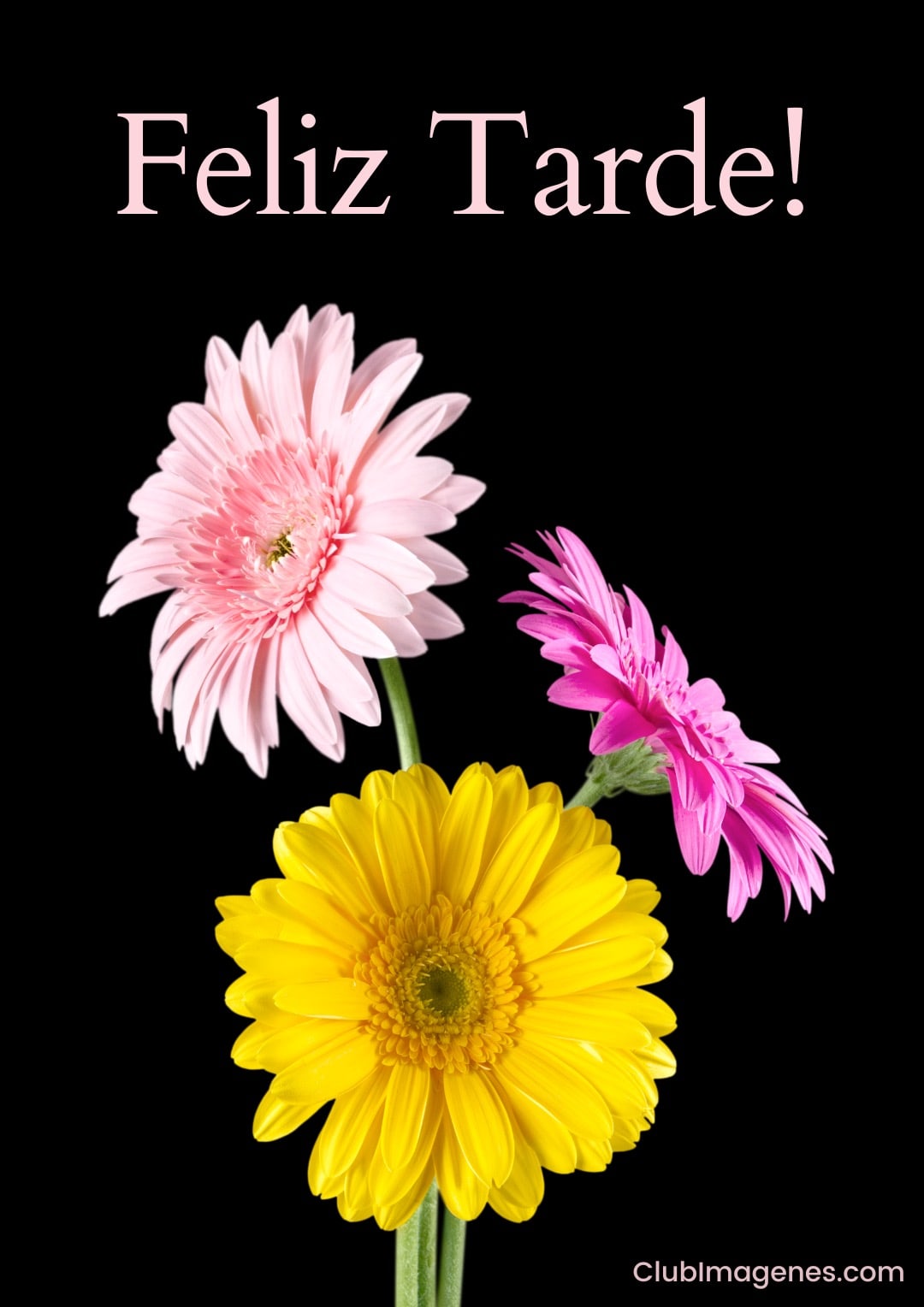 Flores amarilla y rosa sobre fondo negro con texto 'Feliz Tarde!' arriba
