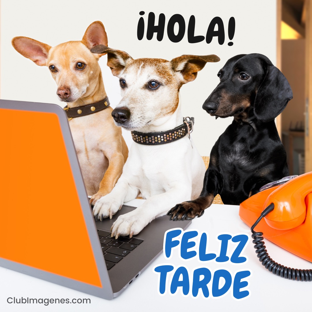 Tres perros miran atentamente una laptop, con textos que dicen '¡Hola!' y 'Feliz tarde'