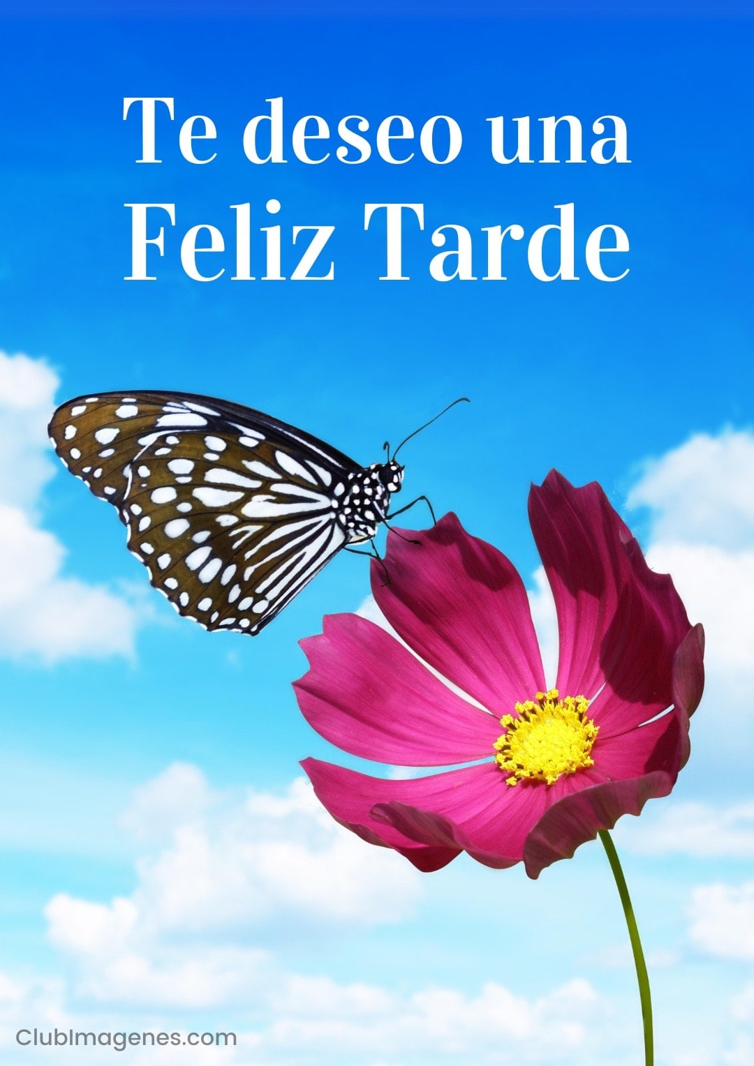 Mariposa posada sobre flor rosa bajo cielo azul, acompañada de un mensaje deseando una feliz tarde