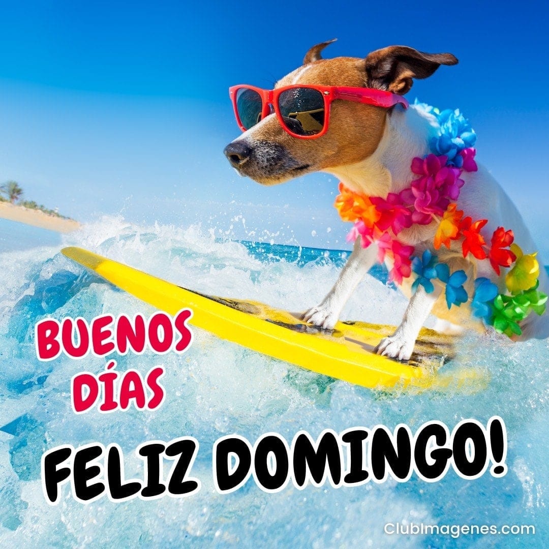 perro surfista con gafas de sol y guirnaldas de flores, con texto: buenos días, feliz domingo