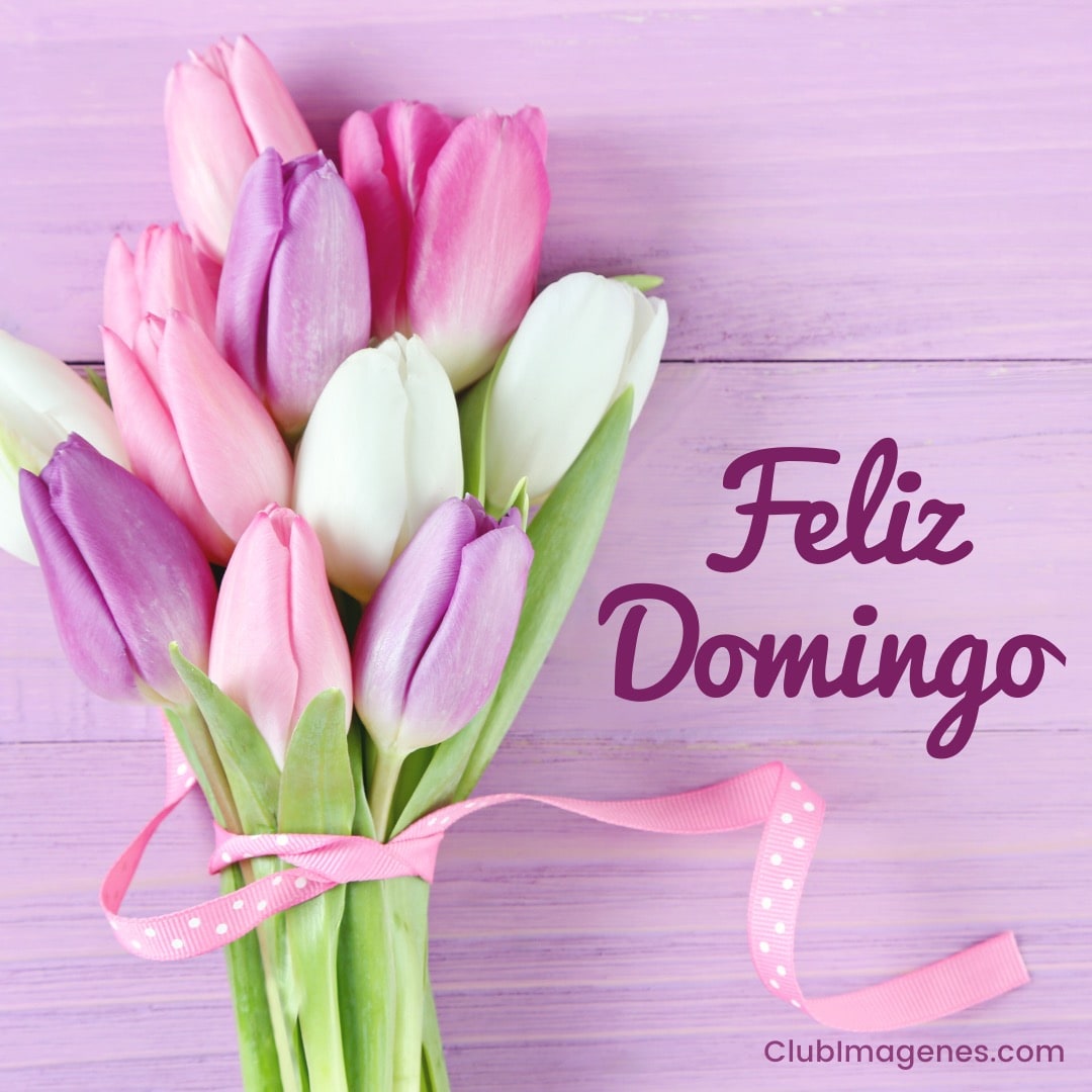 Ramo de tulipanes rosados, blancos y morados atados con cinta, sobre fondo lila. Mensaje 'Feliz Domingo'