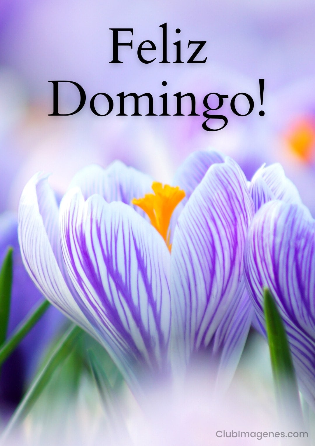 Flores con pétalos morados y un texto que dice 'Feliz Domingo'