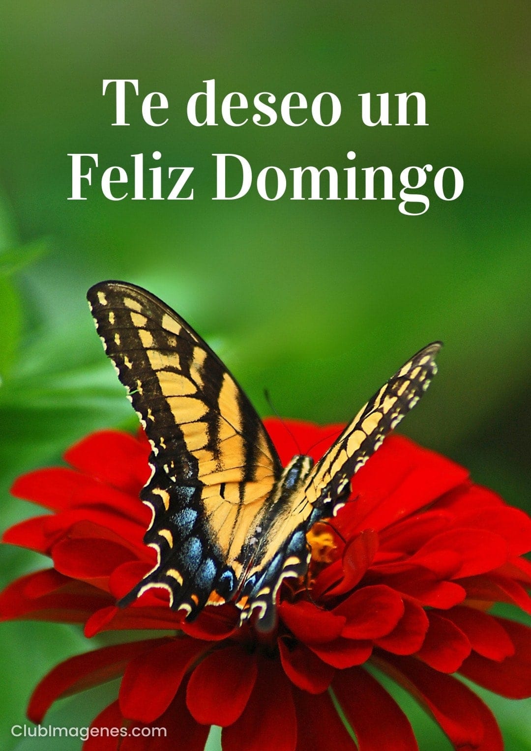 Mariposa posa sobre flor roja con texto deseando un Feliz Domingo
