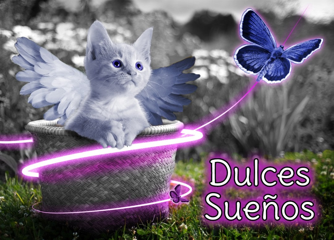 gato ángel con alas con mariposa azul, con palabras: dulces sueños