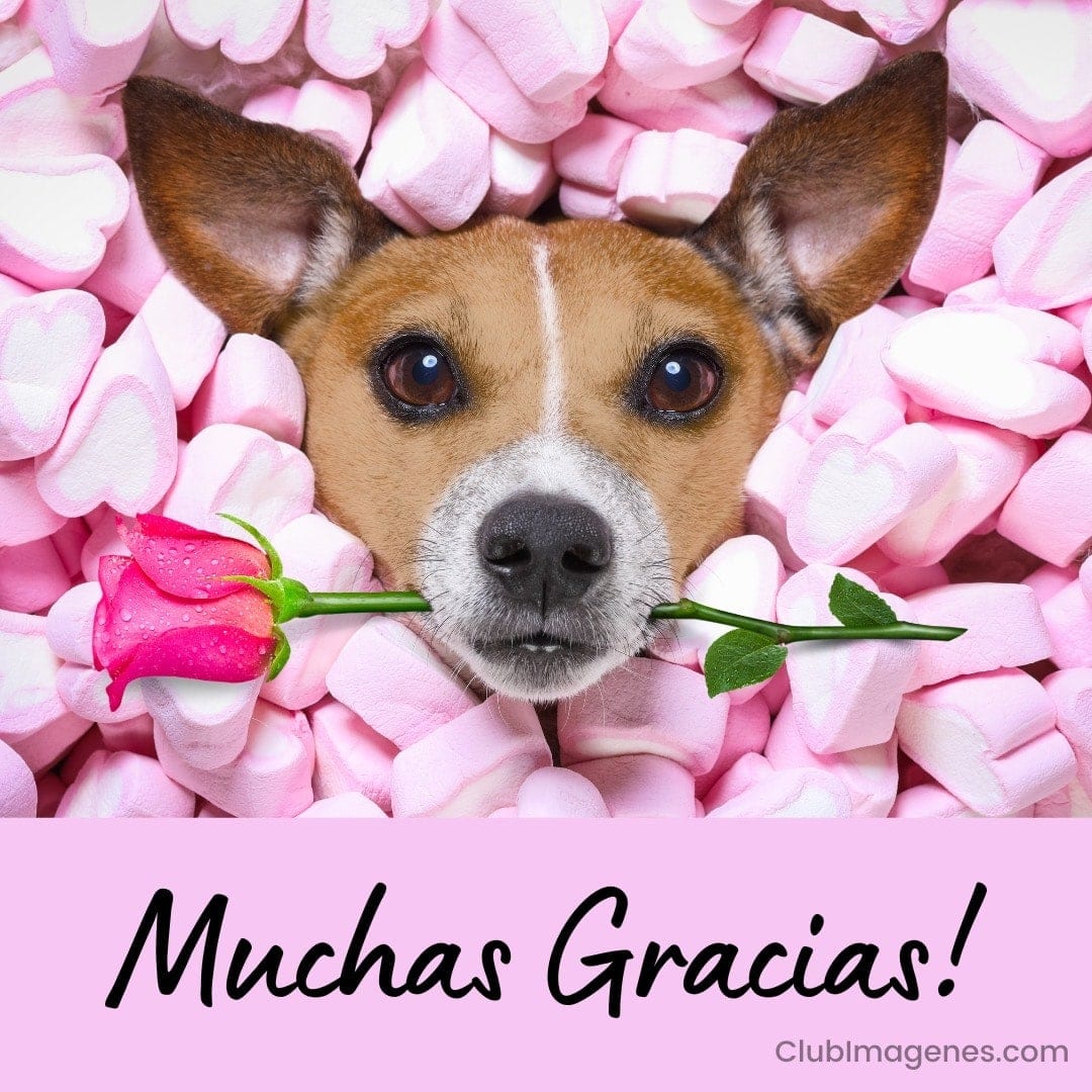 Un perro rodeado de corazones de malvavisco sostiene una rosa, con el texto 'Muchas Gracias!' abajo