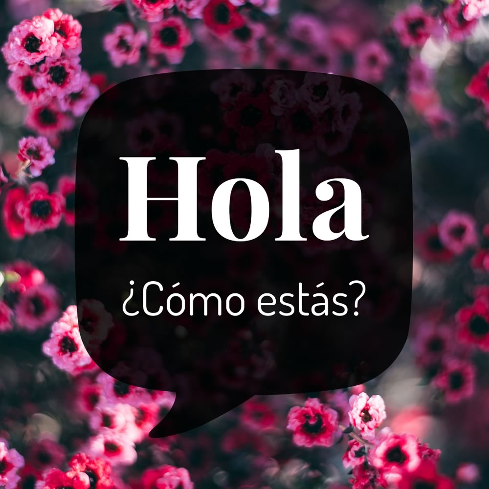 hermosas flores rosadas con el mensaje: hola, ¿cómo estás?
