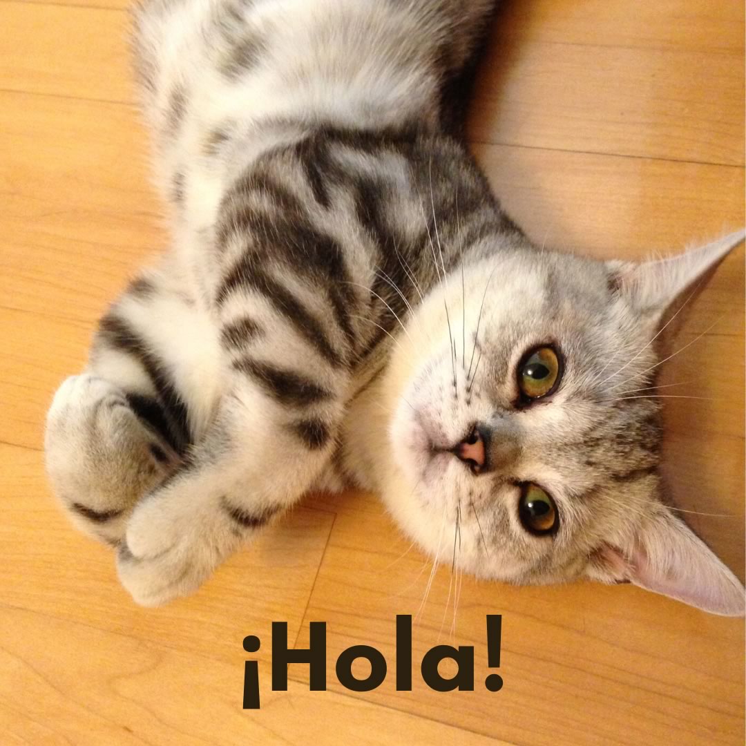 gato tirado en el suelo y mirando hacia arriba con la palabra: ¡hola!