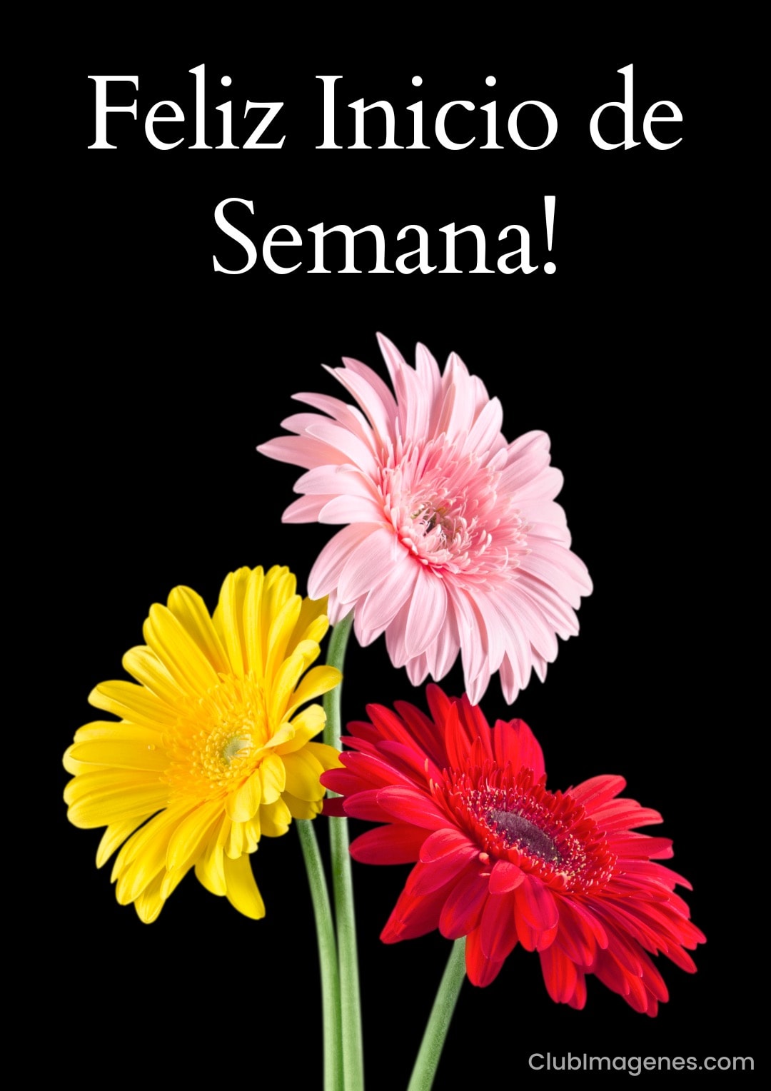 Tres gerberas de colores vibrantes: amarillo, rosa y rojo, con un mensaje deseando un feliz inicio de semana