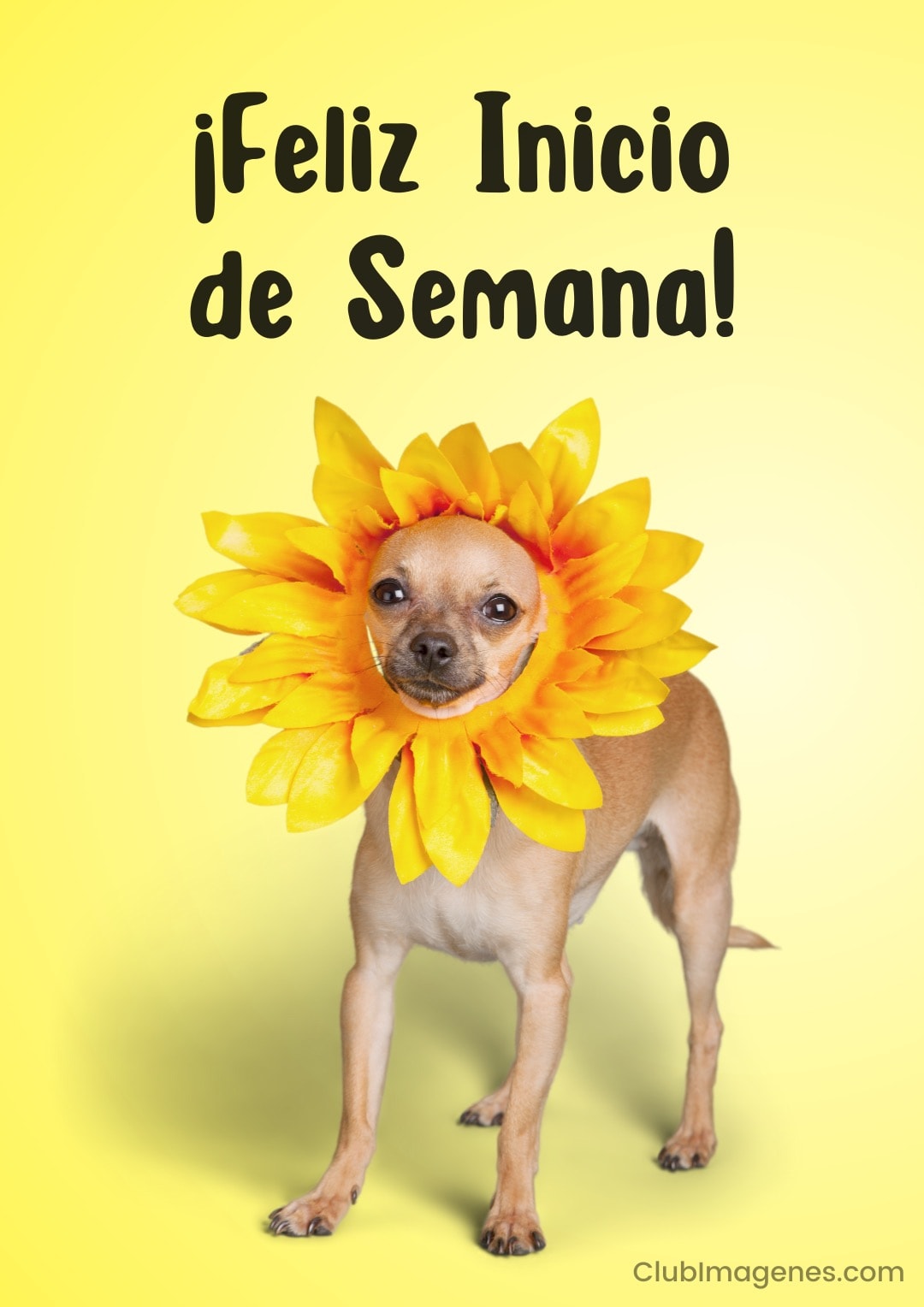 Un chihuahua con disfraz de flor amarilla que despierta alegría con un fondo del mismo color y saludo de inicio de semana