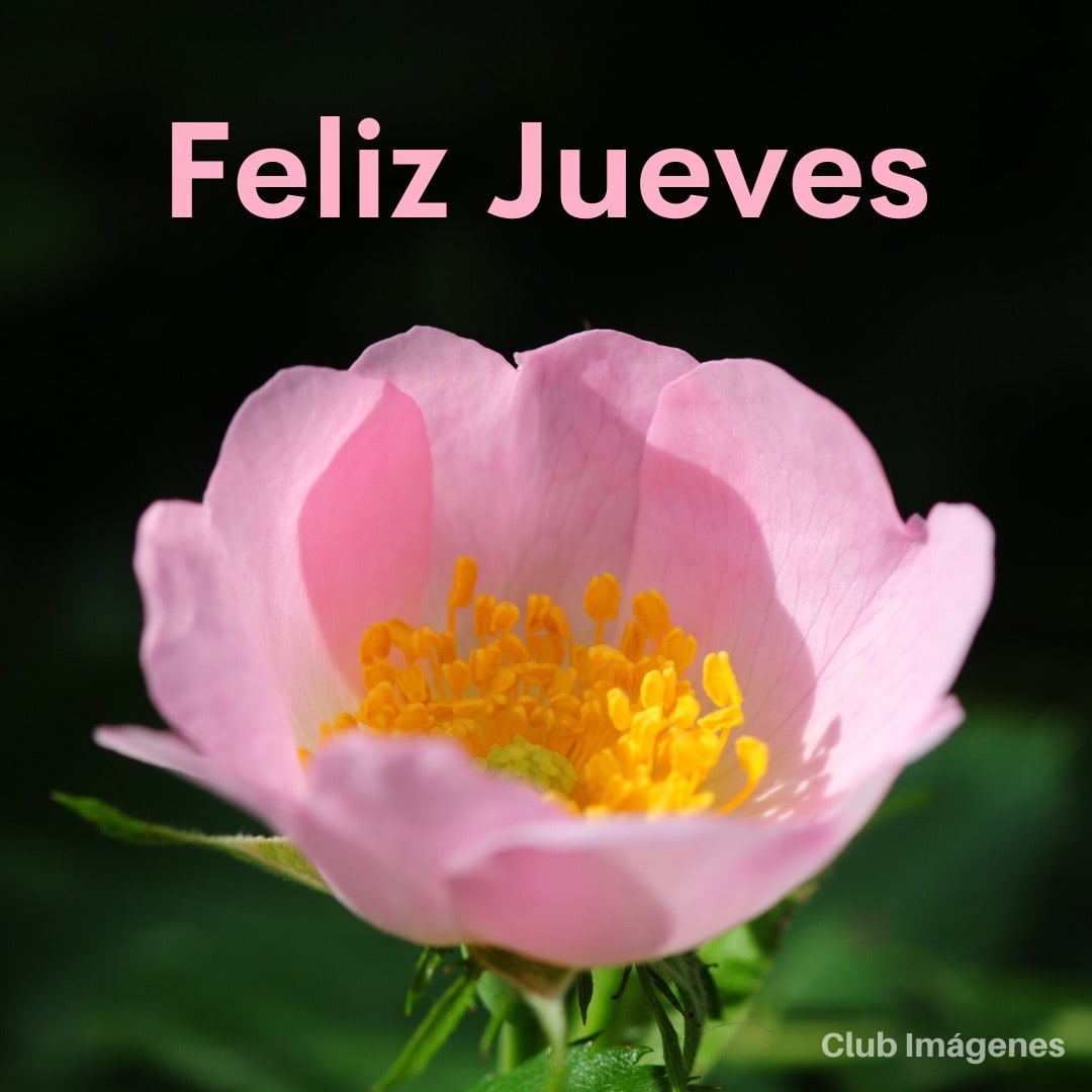 Foto de cerca de una flor rosa con polen amarillo, con las palabras: feliz jueves