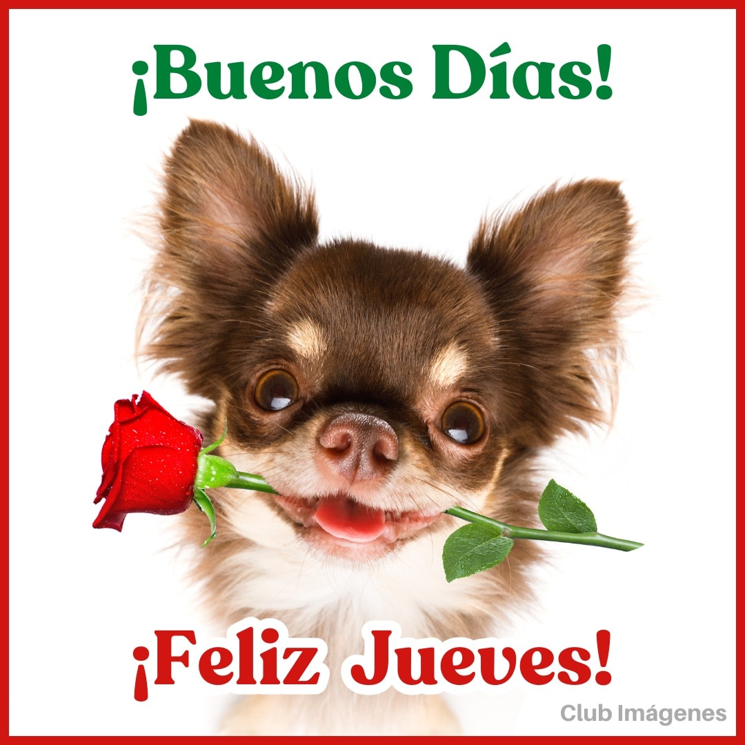 Un perro Chihuahua sostiene una rosa roja en la boca con texto que dice '¡Buenos Días! ¡Feliz Jueves!'