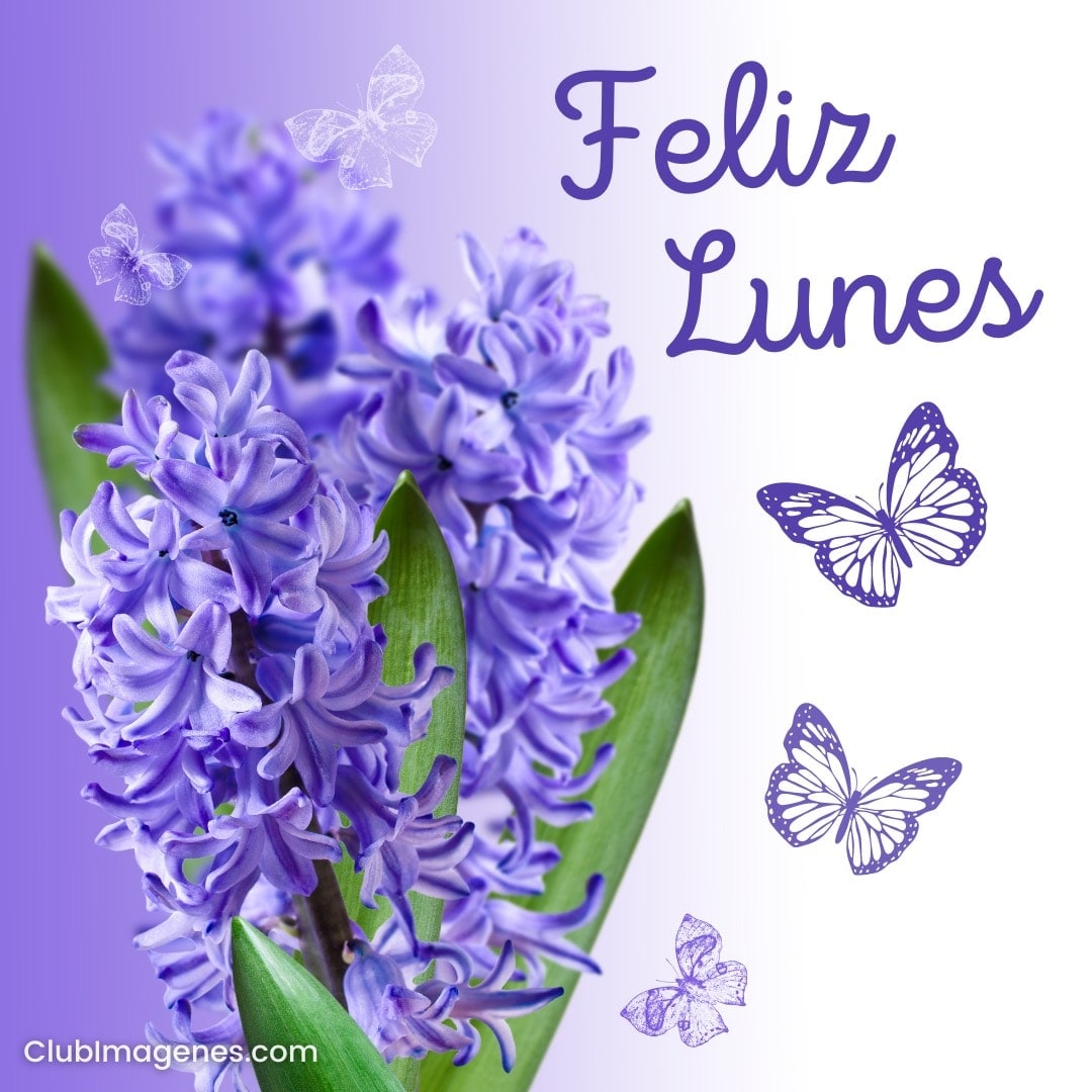 Flores lilas con mariposas y texto 'Feliz Lunes' en fondo púrpura