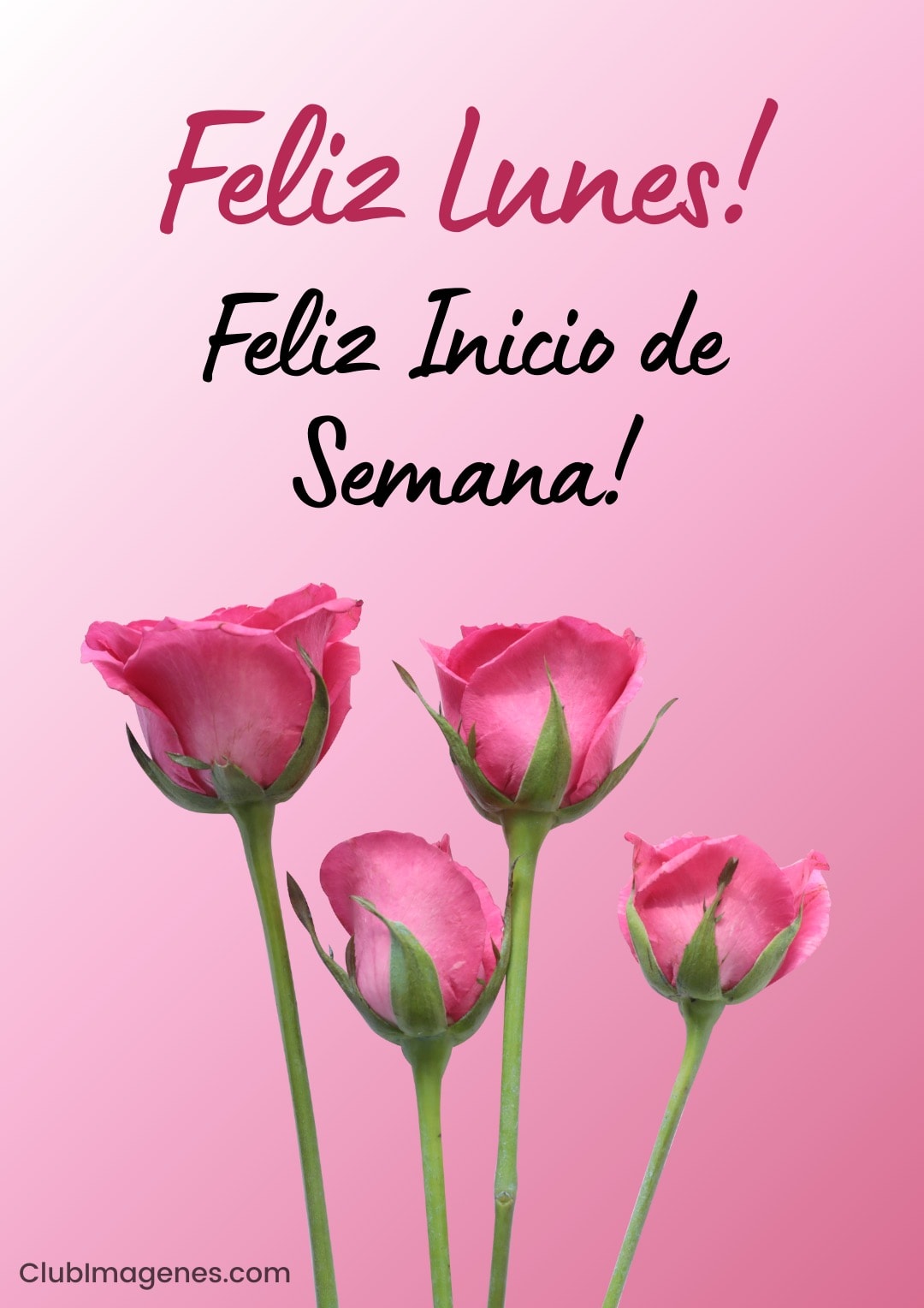 Rosal con mensaje: 'Feliz Lunes! Feliz Inicio de Semana!' en fondo rosa