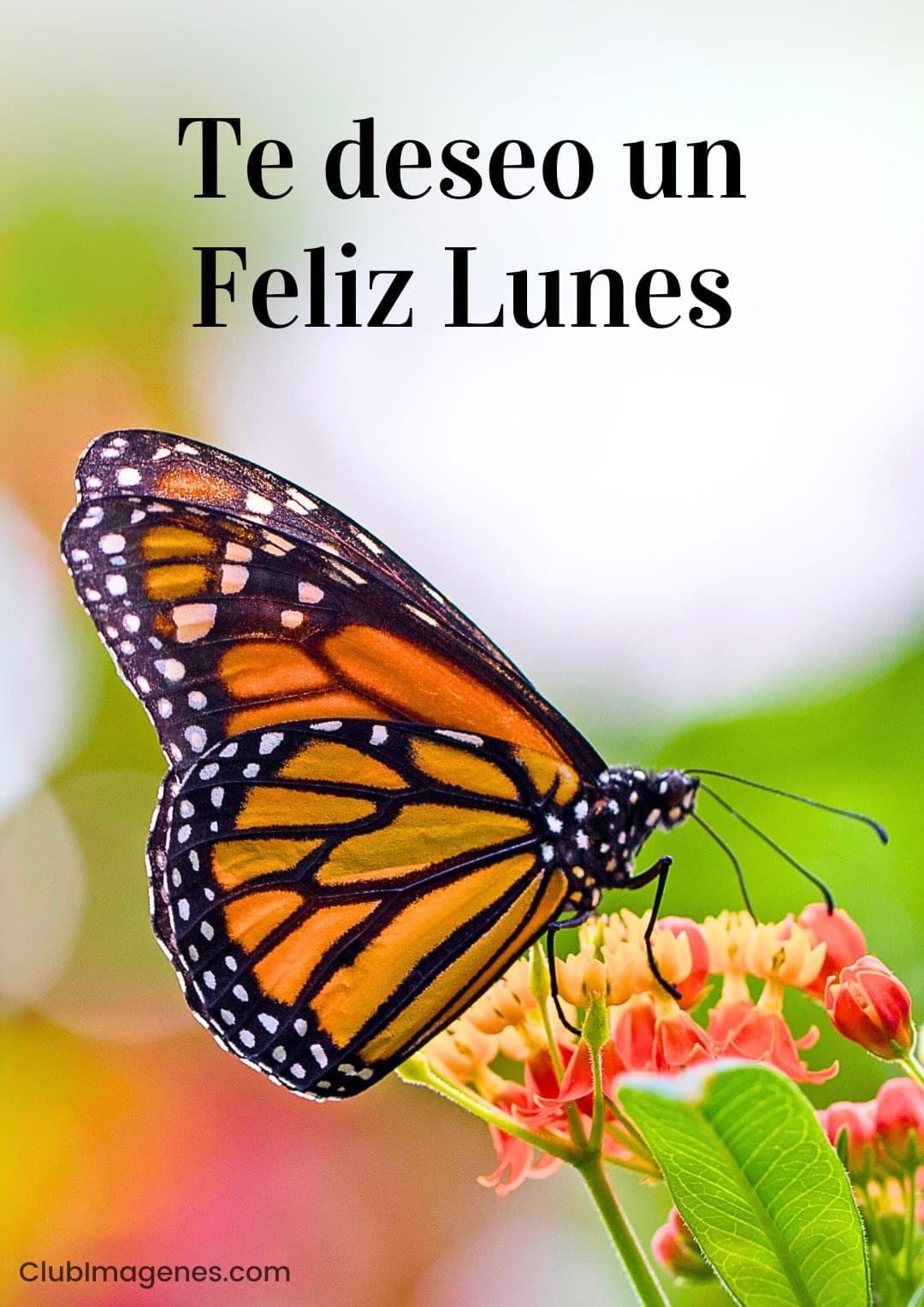 Mariposa monarca sobre flores con mensaje 'Te deseo un Feliz Lunes'