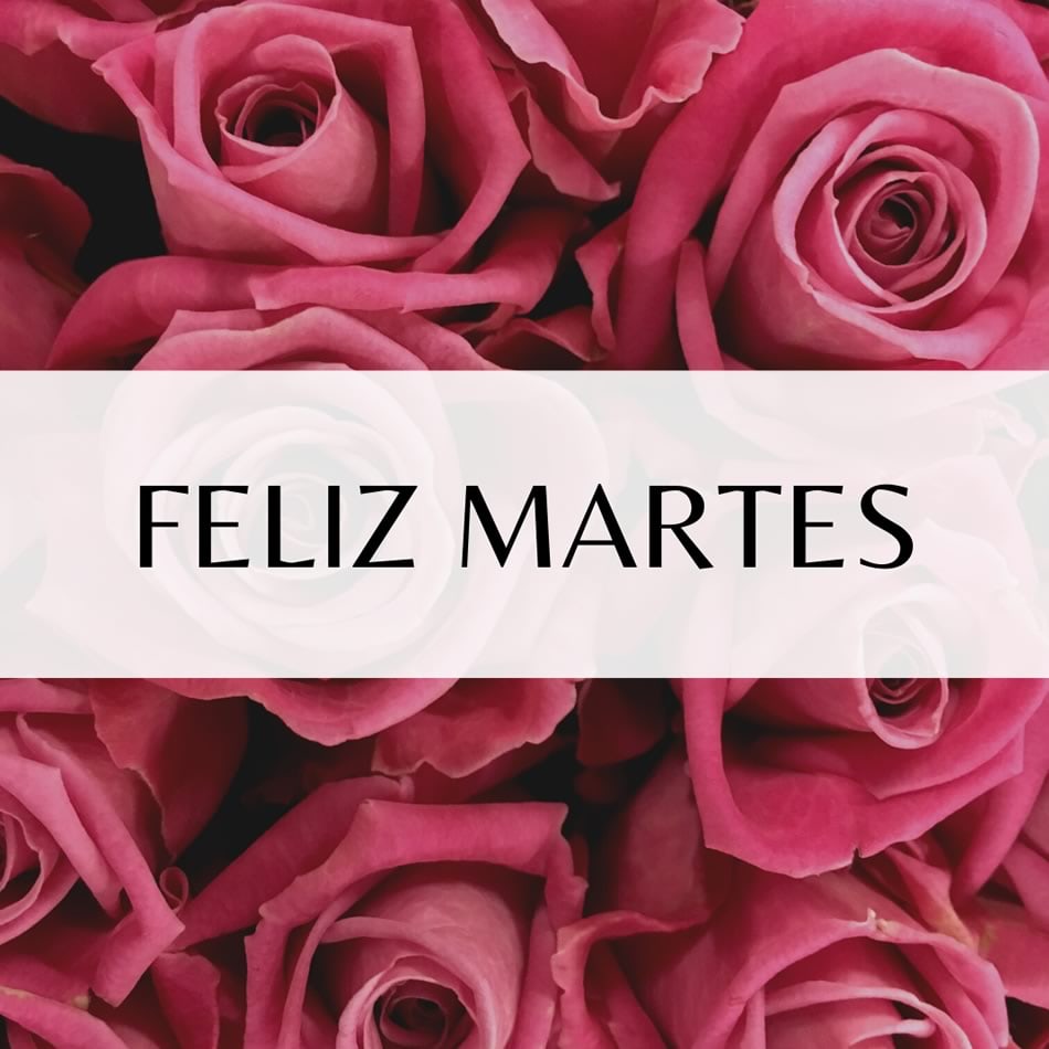 hermosas rosas rosadas con las palabras: feliz martes
