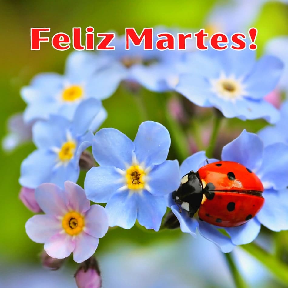 mariquita y flores azules, con texto: feliz martes