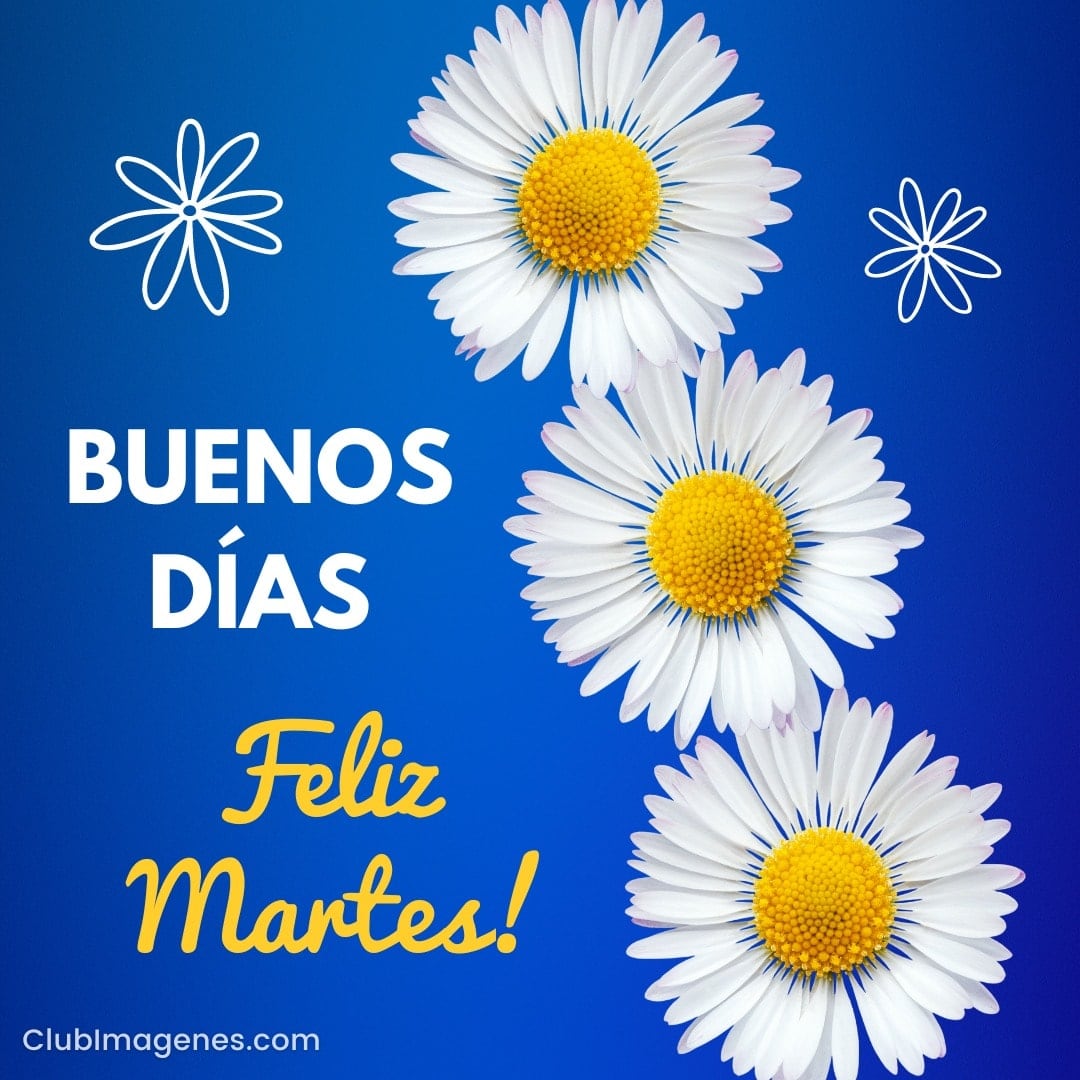 Tres margaritas blancas sobre fondo azul con texto: Buenos Días, Feliz Martes!