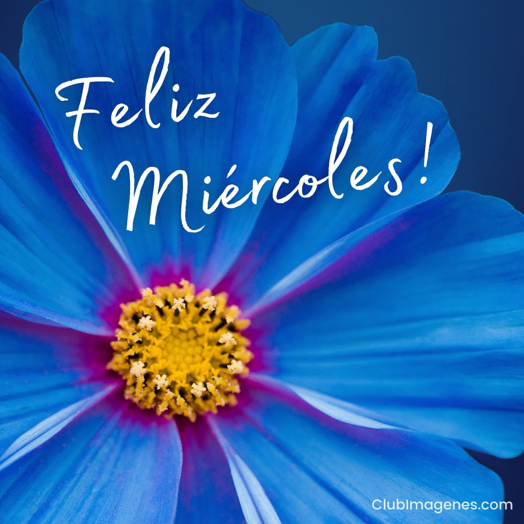 Flor azul con pétalos vibrantes y texto 'Feliz Miércoles!' en el centro