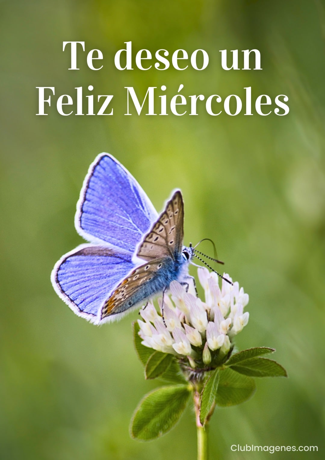 Mariposa azul sobre flor con deseo de Feliz Miércoles