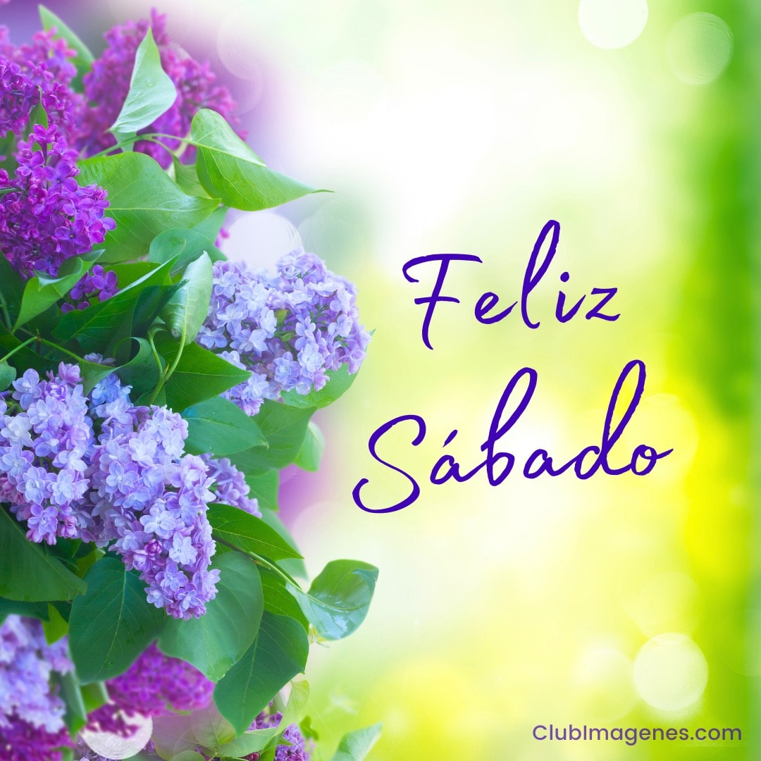 flores moradas y violetas con feliz sabado