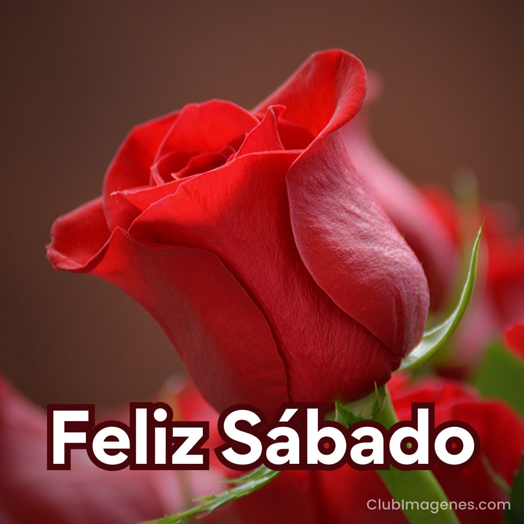 foto de cerca de una rosa roja con palabras: feliz sábado