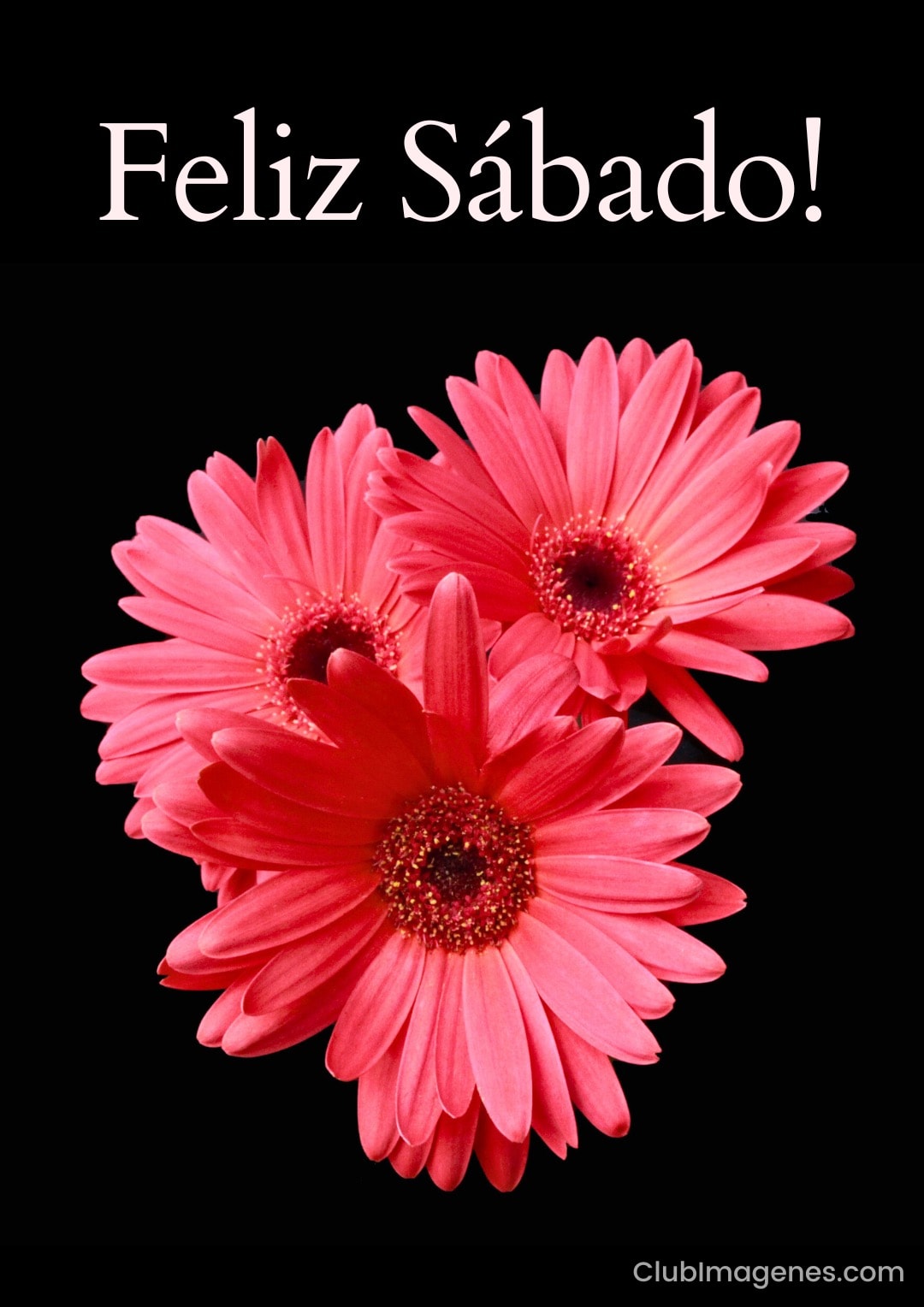 Tres gerberas rojas sobre fondo negro con texto 'Feliz Sábado' en la parte superior