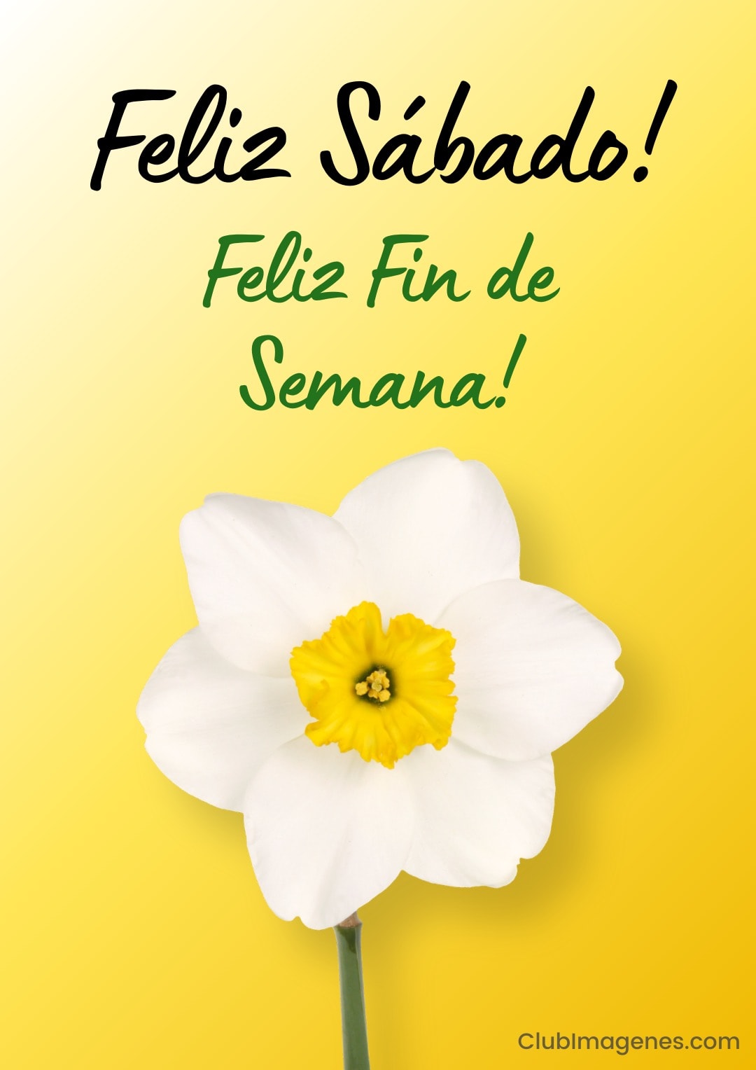 Narciso blanco sobre fondo amarillo con texto: Feliz Sábado y Feliz Fin de Semana!