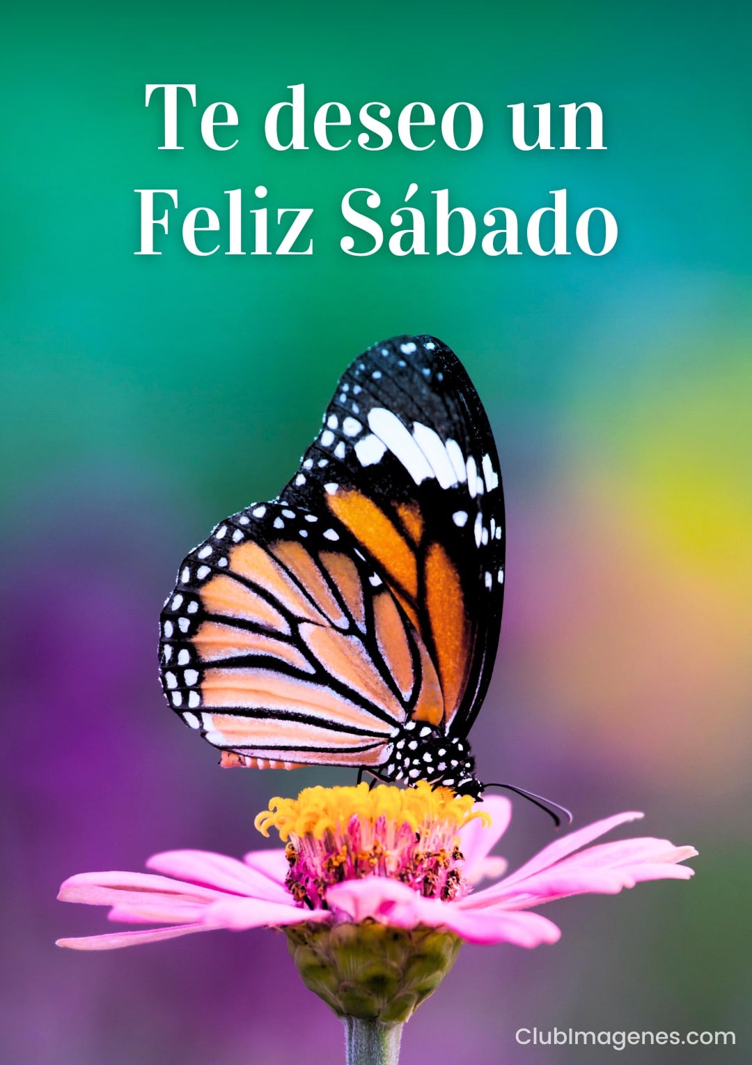 Mariposa monarca posada sobre una flor rosa con fondo verde y texto deseando un feliz sábado