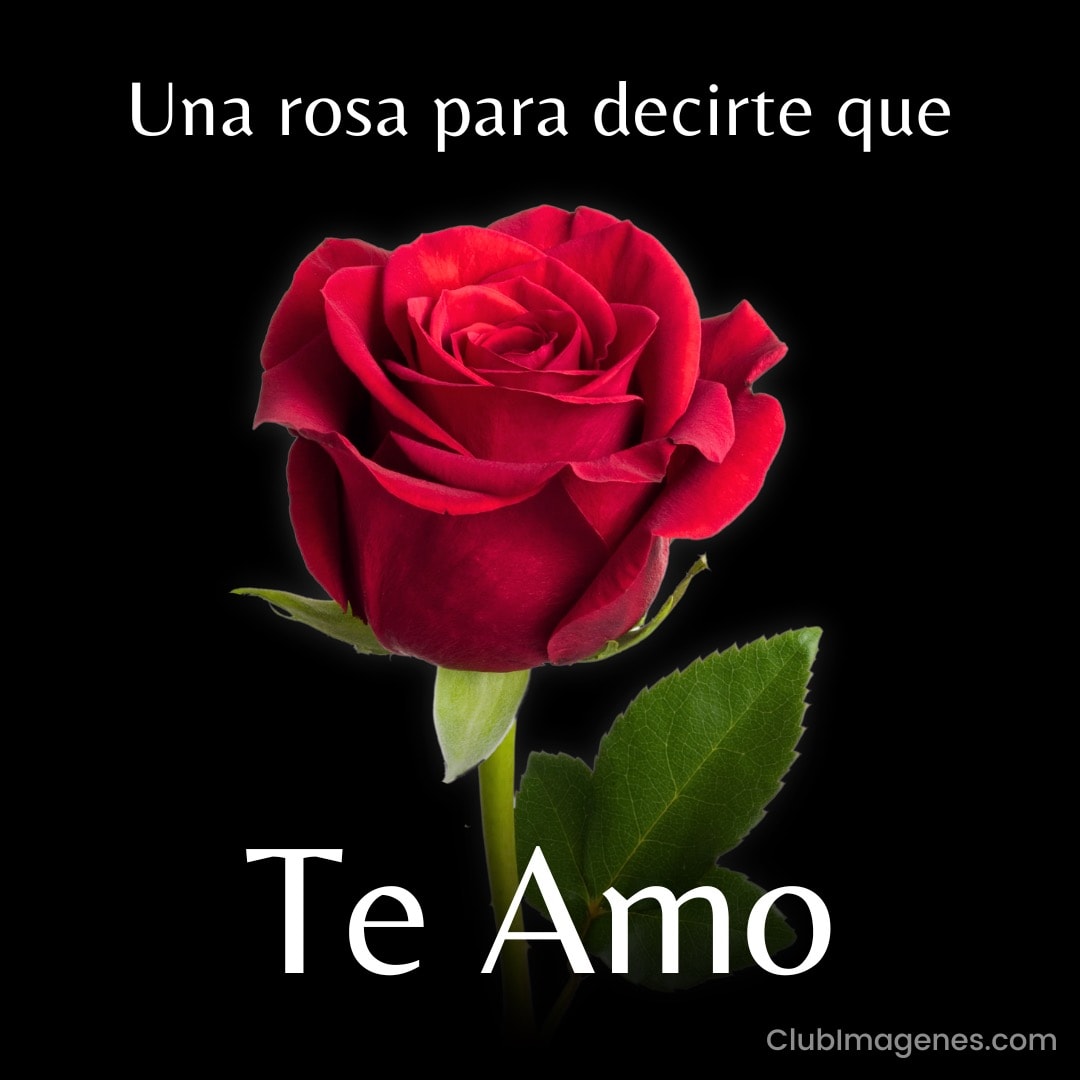 Una rosa roja sobre fondo negro con las palabras 'Una rosa para decirte que Te Amo'