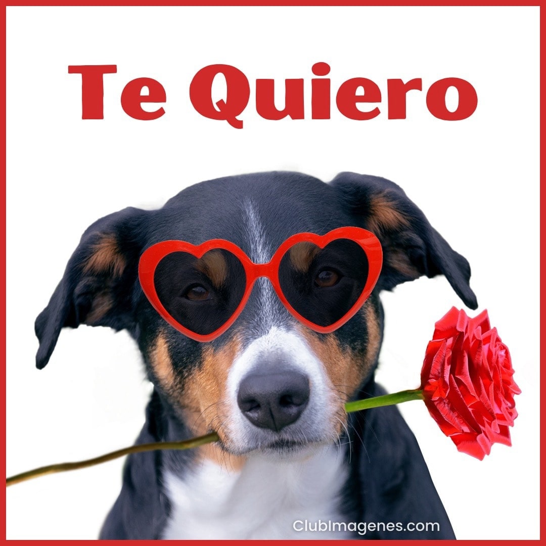 Un perro con gafas en forma de corazón y una rosa en la boca junto a las palabras 'Te Quiero'