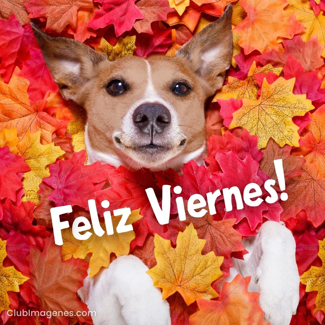 perro cubierto de hojas de otoño de colores con el texto: feliz viernes