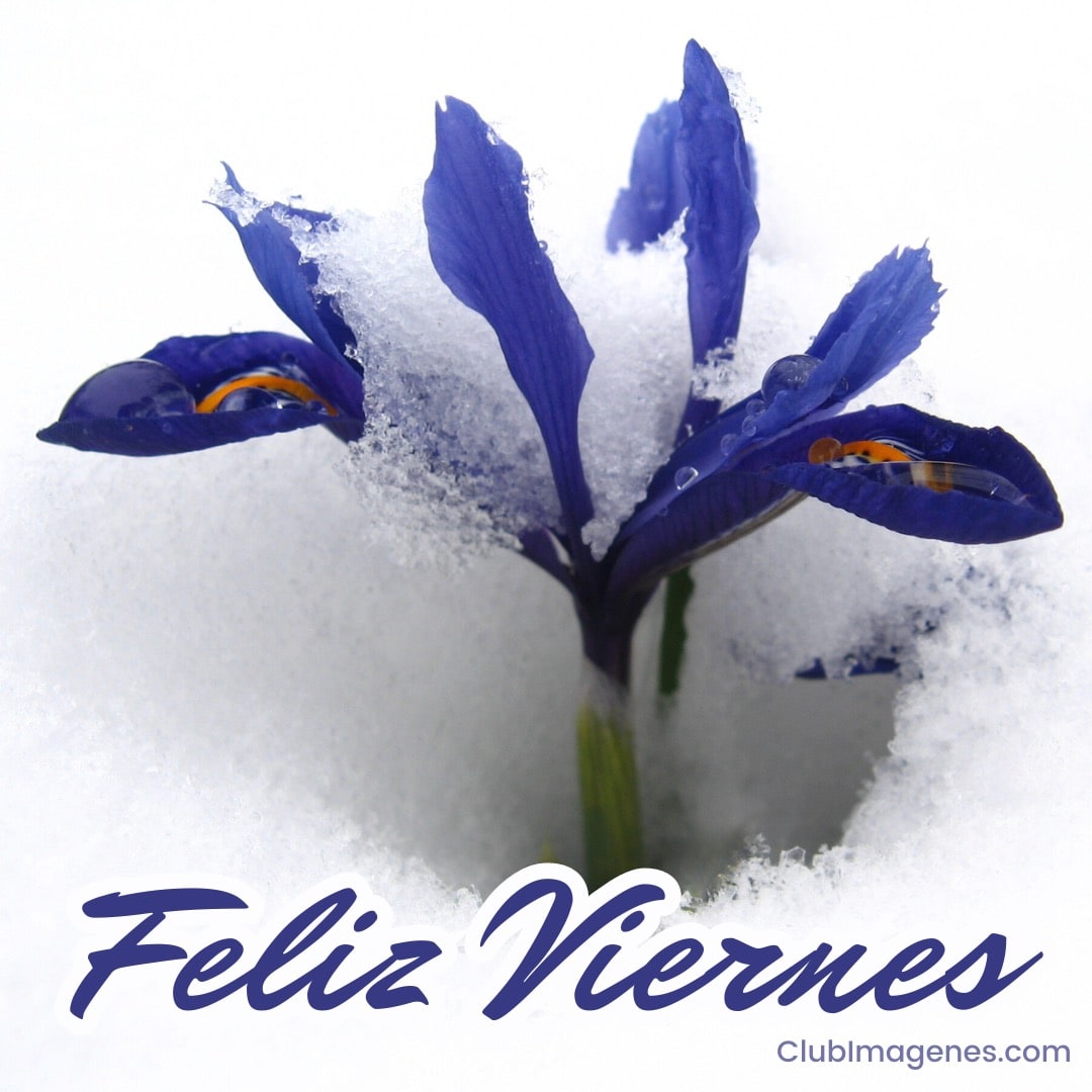 Flor azul con nieve y texto 'Feliz Viernes'